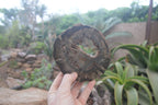 Polished Petrified Wood Slices x 6 From Gokwe, Zimbabwe - Toprock Gemstones and Minerals 