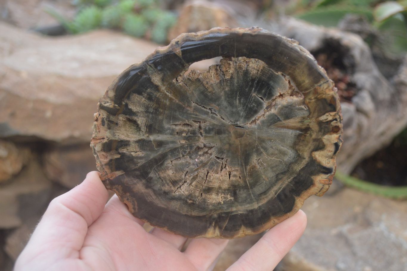 Polished Petrified Wood Slices x 6 From Gokwe, Zimbabwe - Toprock Gemstones and Minerals 