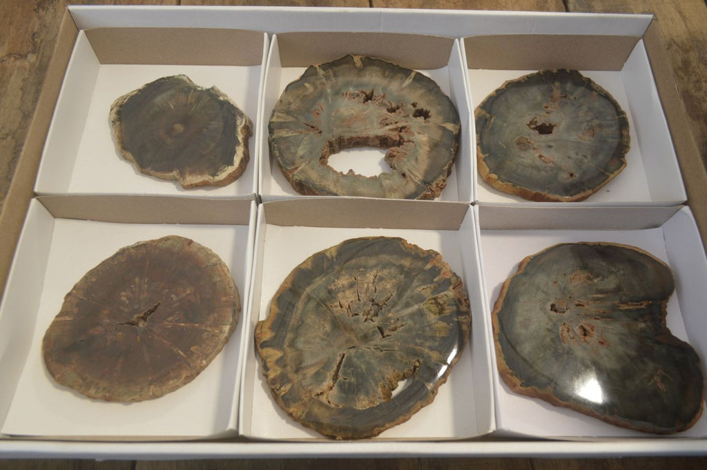 Polished Petrified Wood Slices x 6 From Gokwe, Zimbabwe - Toprock Gemstones and Minerals 