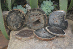 Polished Petrified Wood Slices x 6 From Gokwe, Zimbabwe - Toprock Gemstones and Minerals 