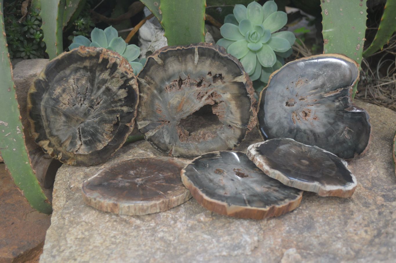 Polished Petrified Wood Slices x 6 From Gokwe, Zimbabwe - Toprock Gemstones and Minerals 