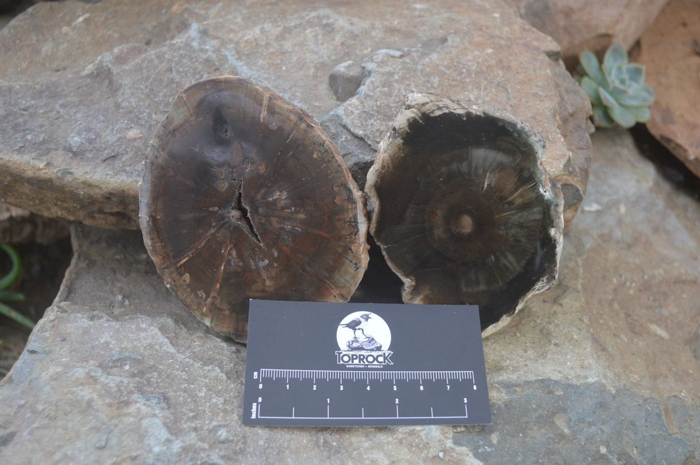 Polished Petrified Wood Slices x 6 From Gokwe, Zimbabwe - Toprock Gemstones and Minerals 