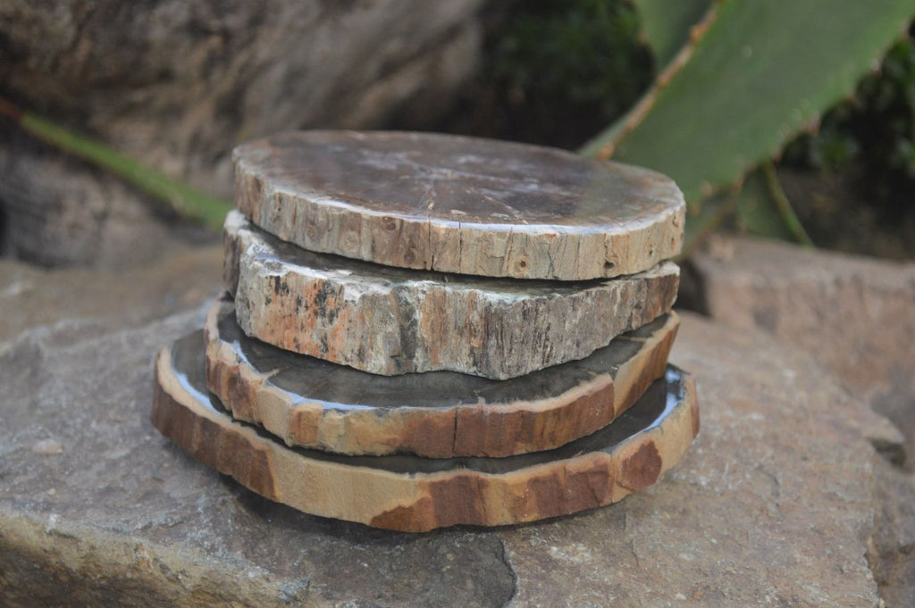 Polished Petrified Wood Slices x 6 From Gokwe, Zimbabwe - Toprock Gemstones and Minerals 