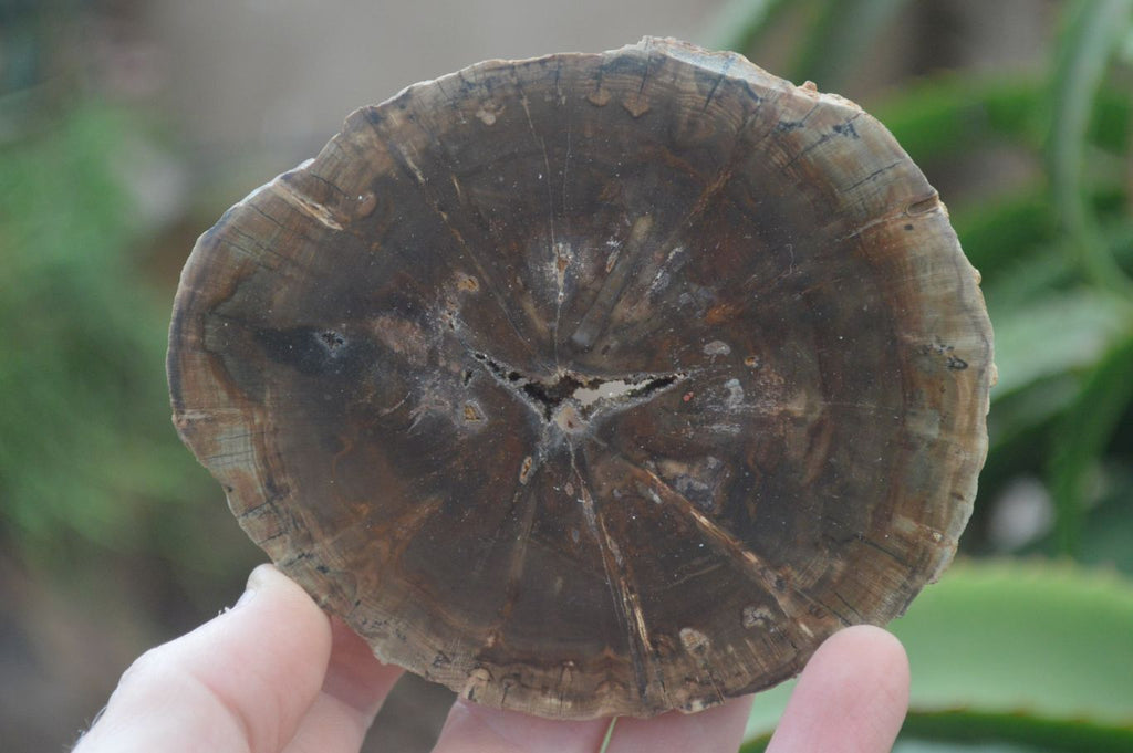 Polished Petrified Wood Slices x 6 From Gokwe, Zimbabwe - Toprock Gemstones and Minerals 