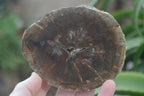 Polished Petrified Wood Slices x 6 From Gokwe, Zimbabwe - Toprock Gemstones and Minerals 