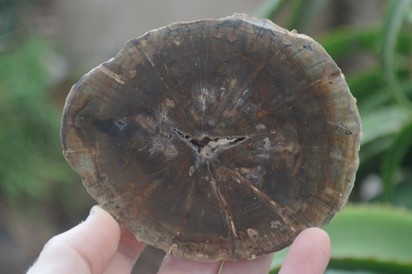 Polished Petrified Wood Slices x 6 From Gokwe, Zimbabwe - Toprock Gemstones and Minerals 