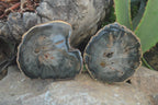 Polished Petrified Wood Slices x 6 From Gokwe, Zimbabwe - Toprock Gemstones and Minerals 