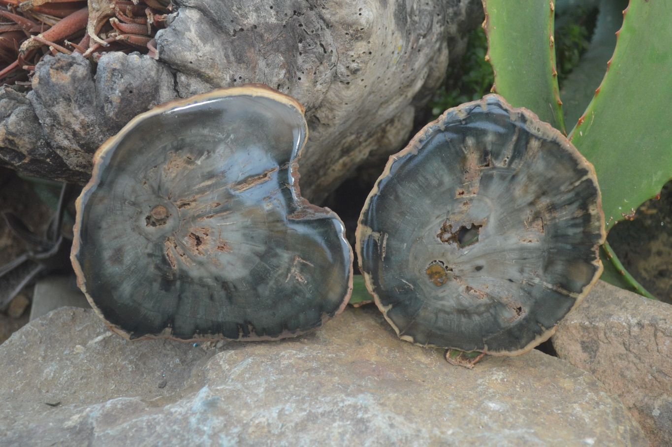 Polished Petrified Wood Slices x 6 From Gokwe, Zimbabwe - Toprock Gemstones and Minerals 