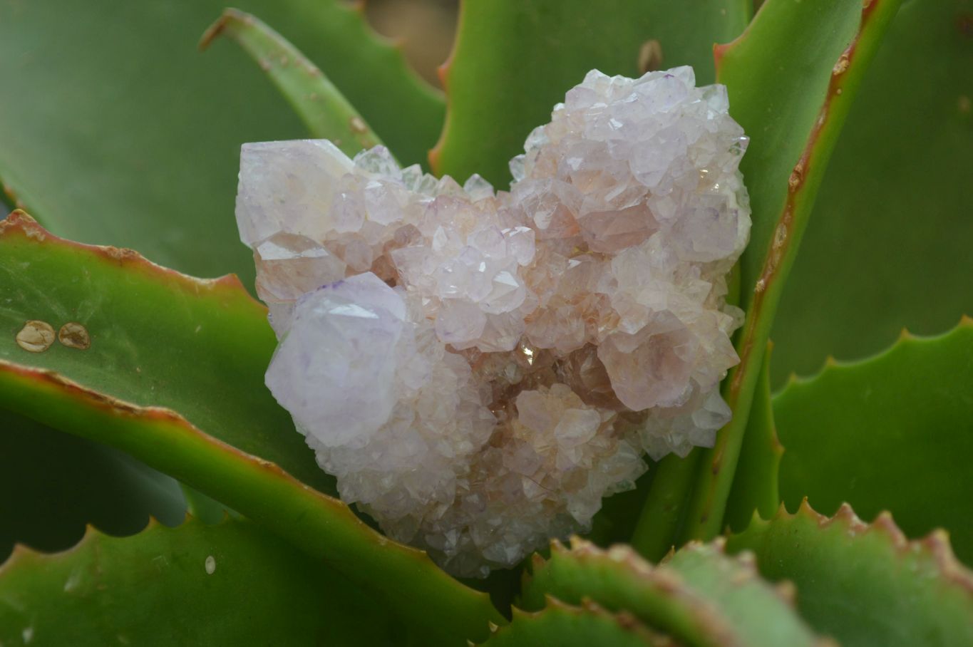 Natural Amethyst and Ametrine Cactus Flower Spirit Quartz Clusters x 12 From Boekenhouthoek, South Africa - Toprock Gemstones and Minerals 