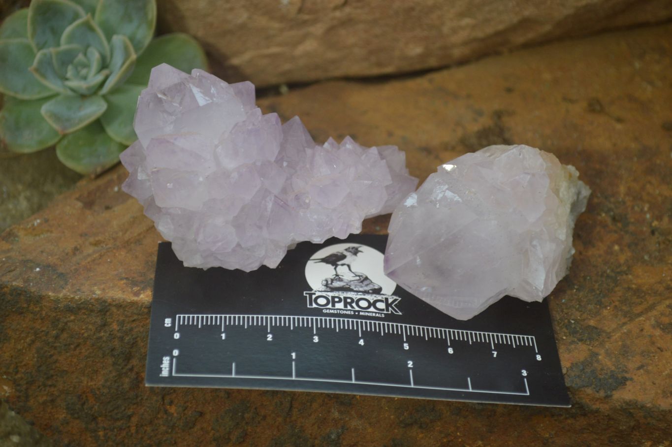 Natural Amethyst and Ametrine Cactus Flower Spirit Quartz Clusters x 12 From Boekenhouthoek, South Africa - Toprock Gemstones and Minerals 