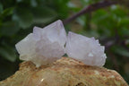 Natural Amethyst and Ametrine Cactus Flower Spirit Quartz Clusters x 12 From Boekenhouthoek, South Africa - Toprock Gemstones and Minerals 