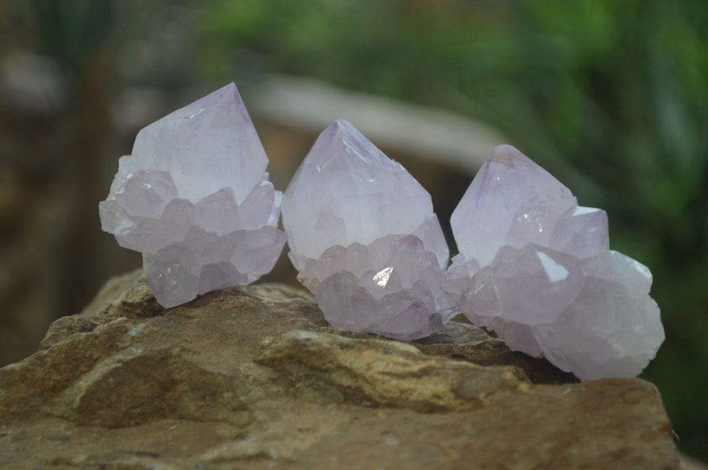 Natural Amethyst and Ametrine Cactus Flower Spirit Quartz Clusters x 12 From Boekenhouthoek, South Africa - Toprock Gemstones and Minerals 