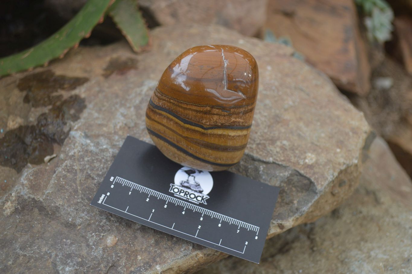 Polished Tiger's Eye Free Forms x 4 From Prieska, South Africa - Toprock Gemstones and Minerals 