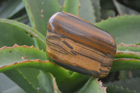 Polished Tiger's Eye Free Forms x 4 From Prieska, South Africa