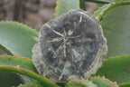 Polished Petrified Wood Slices x 6 From Gokwe, Zimbabwe - Toprock Gemstones and Minerals 
