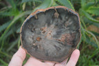 Polished Petrified Wood Slices x 6 From Gokwe, Zimbabwe - Toprock Gemstones and Minerals 