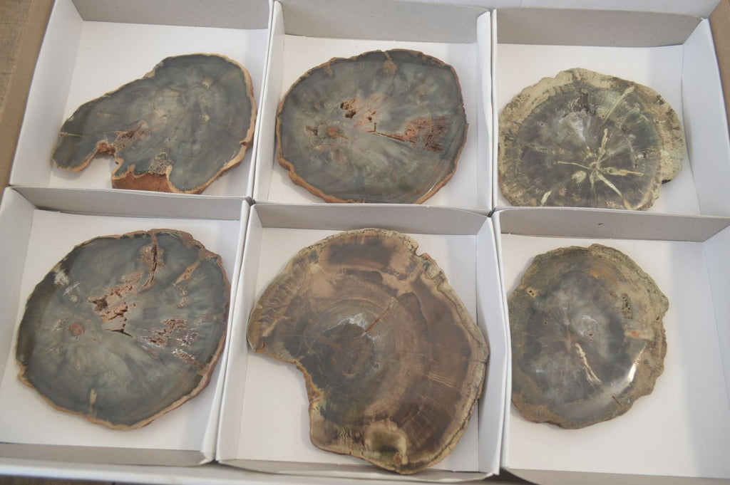 Polished Petrified Wood Slices x 6 From Gokwe, Zimbabwe - Toprock Gemstones and Minerals 