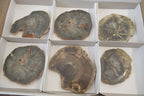 Polished Petrified Wood Slices x 6 From Gokwe, Zimbabwe - Toprock Gemstones and Minerals 