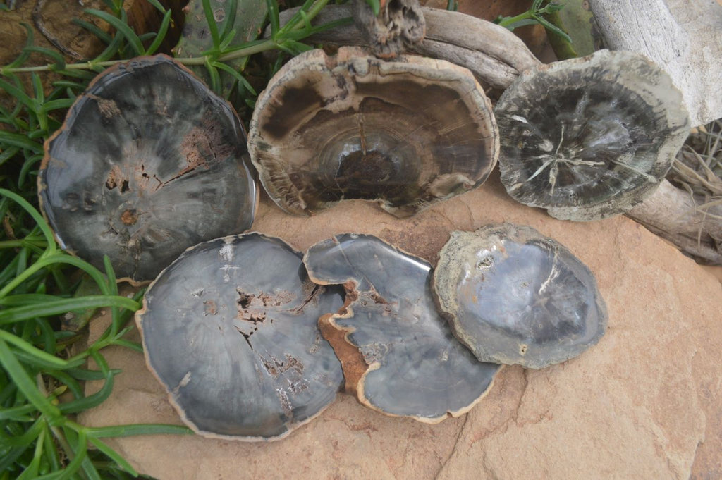 Polished Petrified Wood Slices x 6 From Gokwe, Zimbabwe - Toprock Gemstones and Minerals 