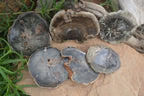 Polished Petrified Wood Slices x 6 From Gokwe, Zimbabwe - Toprock Gemstones and Minerals 