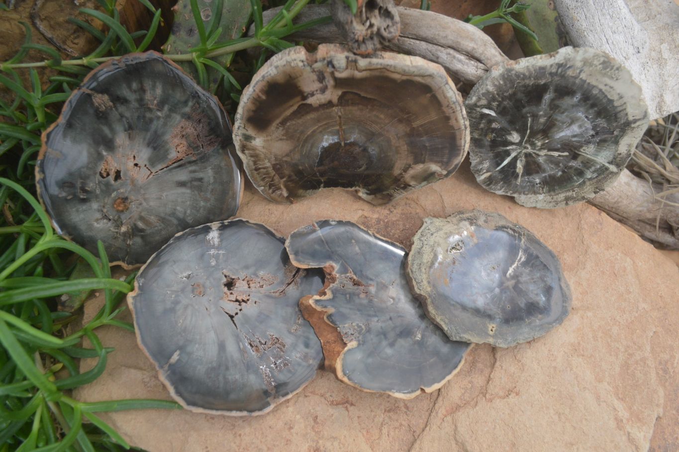 Polished Petrified Wood Slices x 6 From Gokwe, Zimbabwe - Toprock Gemstones and Minerals 