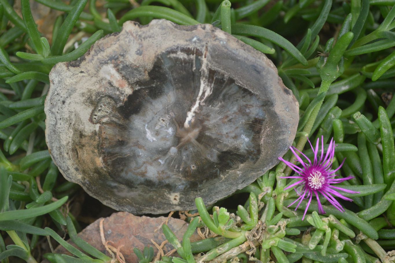 Polished Petrified Wood Slices x 6 From Gokwe, Zimbabwe - Toprock Gemstones and Minerals 