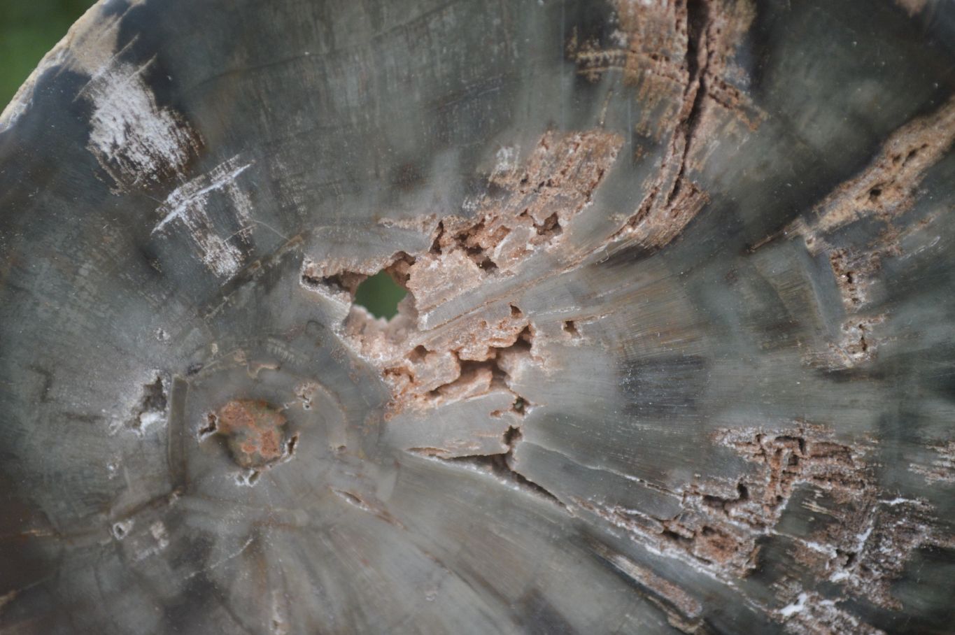 Polished Petrified Wood Slices x 6 From Gokwe, Zimbabwe - Toprock Gemstones and Minerals 