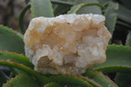 Natural Golden Limonite Quartz Clusters x 3 From Solwezi, Zambia - Toprock Gemstones and Minerals 