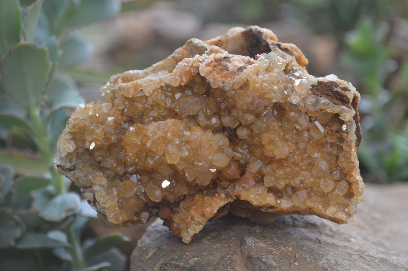 Natural Golden Limonite Quartz Clusters x 3 From Solwezi, Zambia - Toprock Gemstones and Minerals 