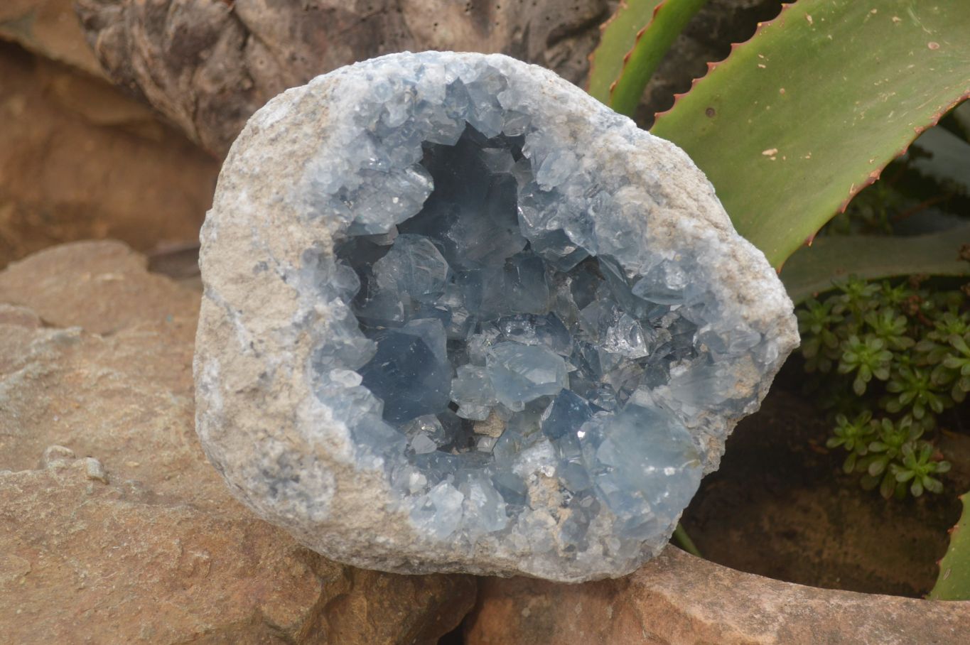 Natural XL Large Celestite Geode Specimen x 1 From Sakoany, Madagascar - Toprock Gemstones and Minerals 