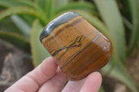 Polished Tiger's Eye Free Forms x 4 From Prieska, South Africa