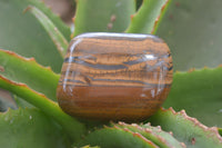 Polished Tiger's Eye Free Forms x 4 From Prieska, South Africa