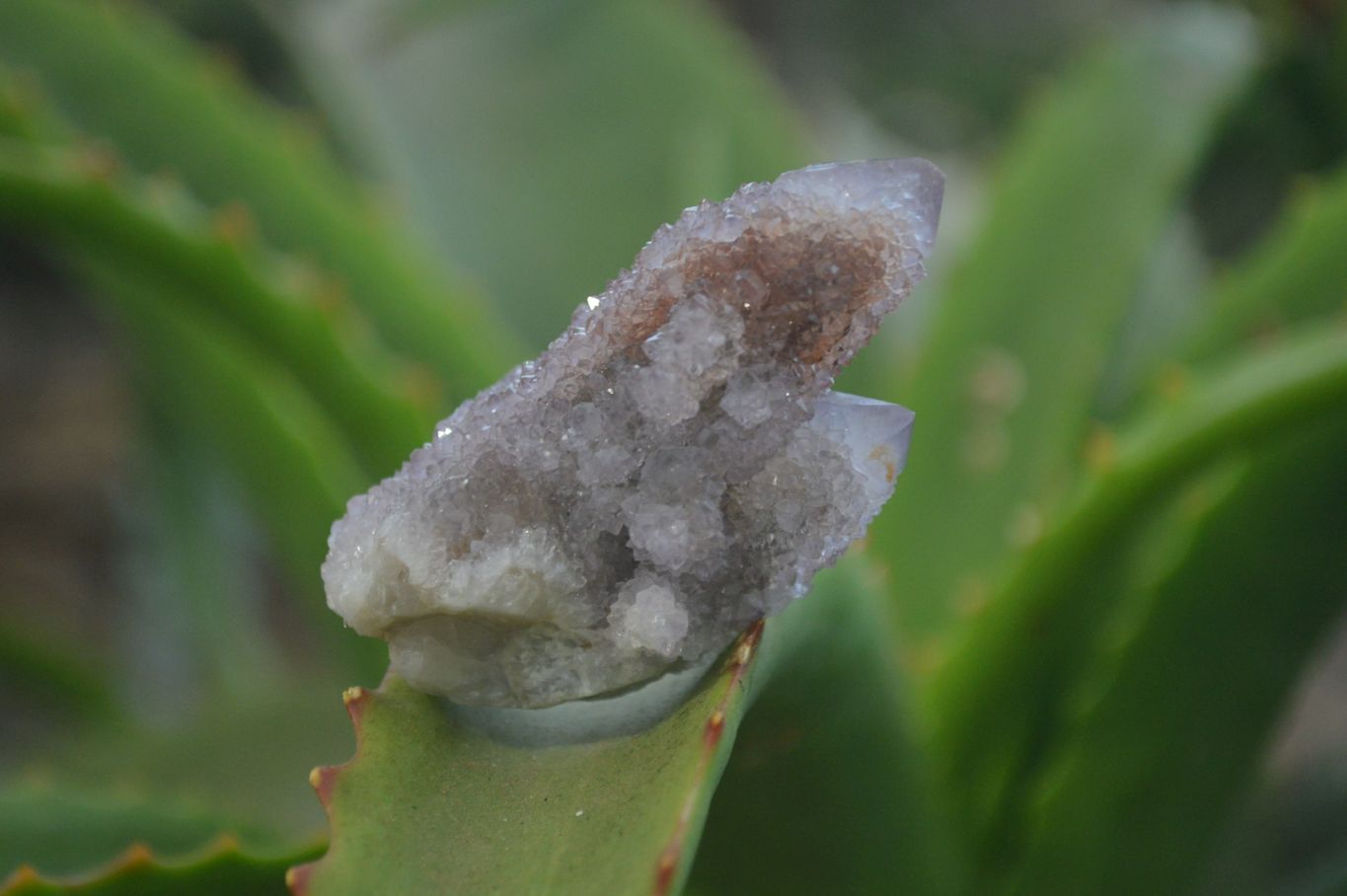 Natural Amethyst Spirit Quartz Clusters x 20 From Boekenhouthoek, South Africa - Toprock Gemstones and Minerals 