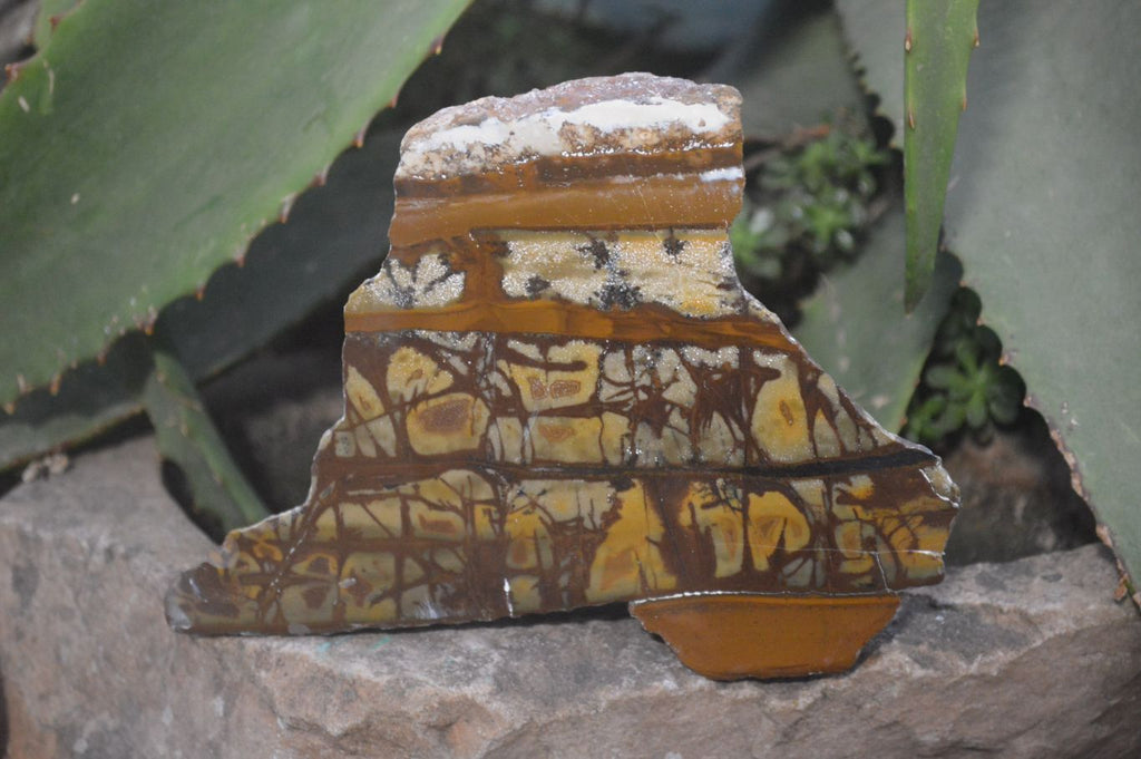 Polished On One Side Nguni Jasper Specimens x 2 From Prieska, South Africa - Toprock Gemstones and Minerals 