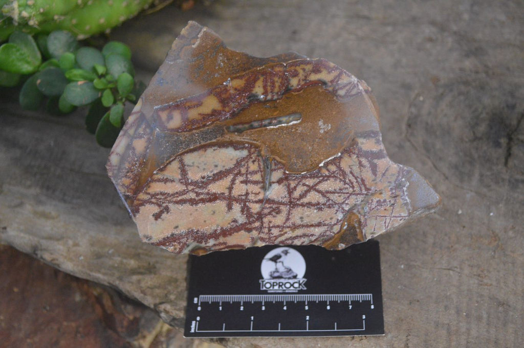 Polished On One Side Nguni Jasper Specimens x 2 From Prieska, South Africa - Toprock Gemstones and Minerals 