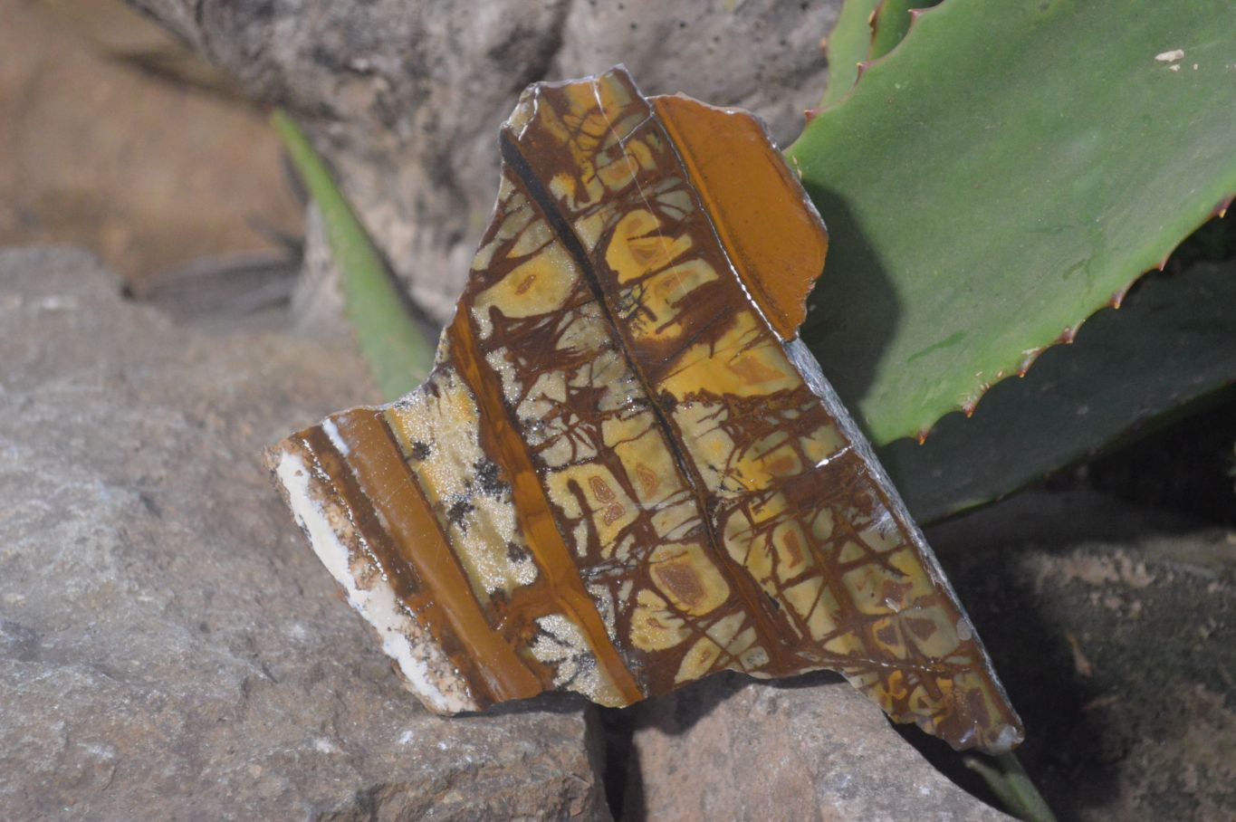Polished On One Side Nguni Jasper Specimens x 2 From Prieska, South Africa - Toprock Gemstones and Minerals 