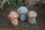 Polished Polychrome Jasper Mushrooms x 3 From Madagascar - Toprock Gemstones and Minerals 