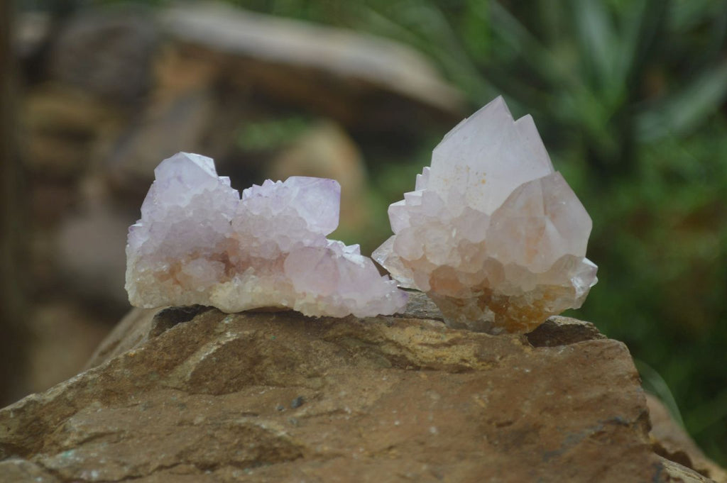 Natural  Ametrine Cactus Flower Spirit Quartz Clusters x 12 From Boekenhouthoek, South Africa - Toprock Gemstones and Minerals 