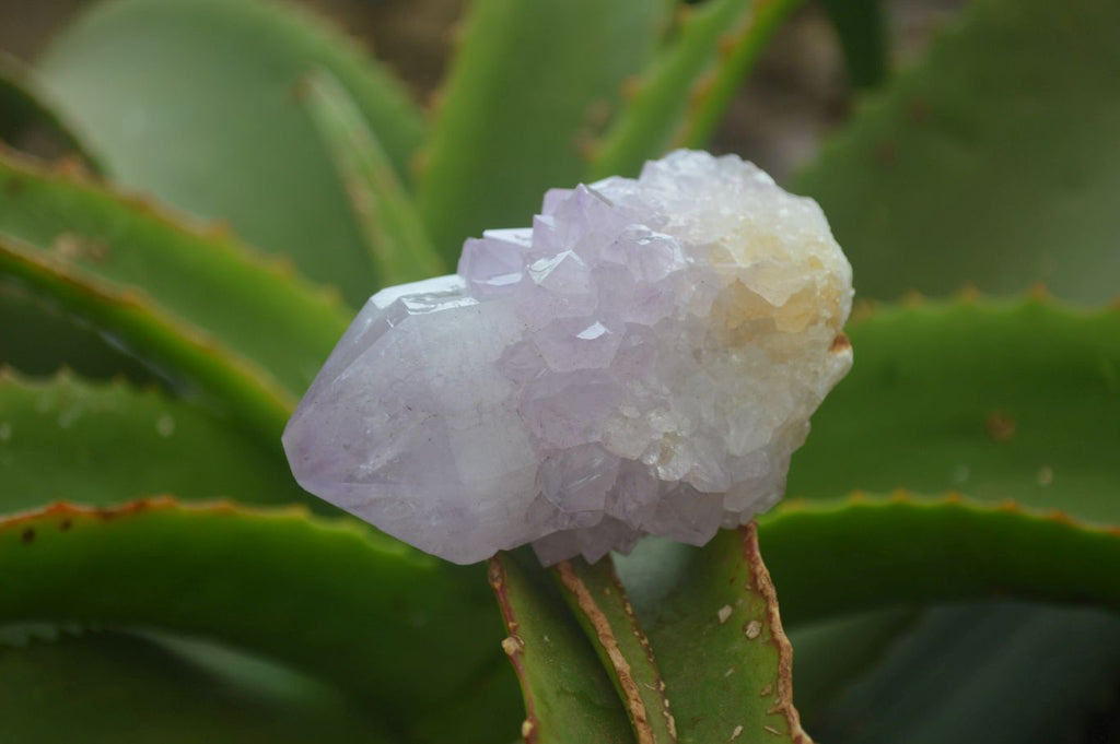 Natural  Ametrine Cactus Flower Spirit Quartz Clusters x 12 From Boekenhouthoek, South Africa - Toprock Gemstones and Minerals 
