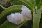 Natural  Ametrine Cactus Flower Spirit Quartz Clusters x 12 From Boekenhouthoek, South Africa - Toprock Gemstones and Minerals 