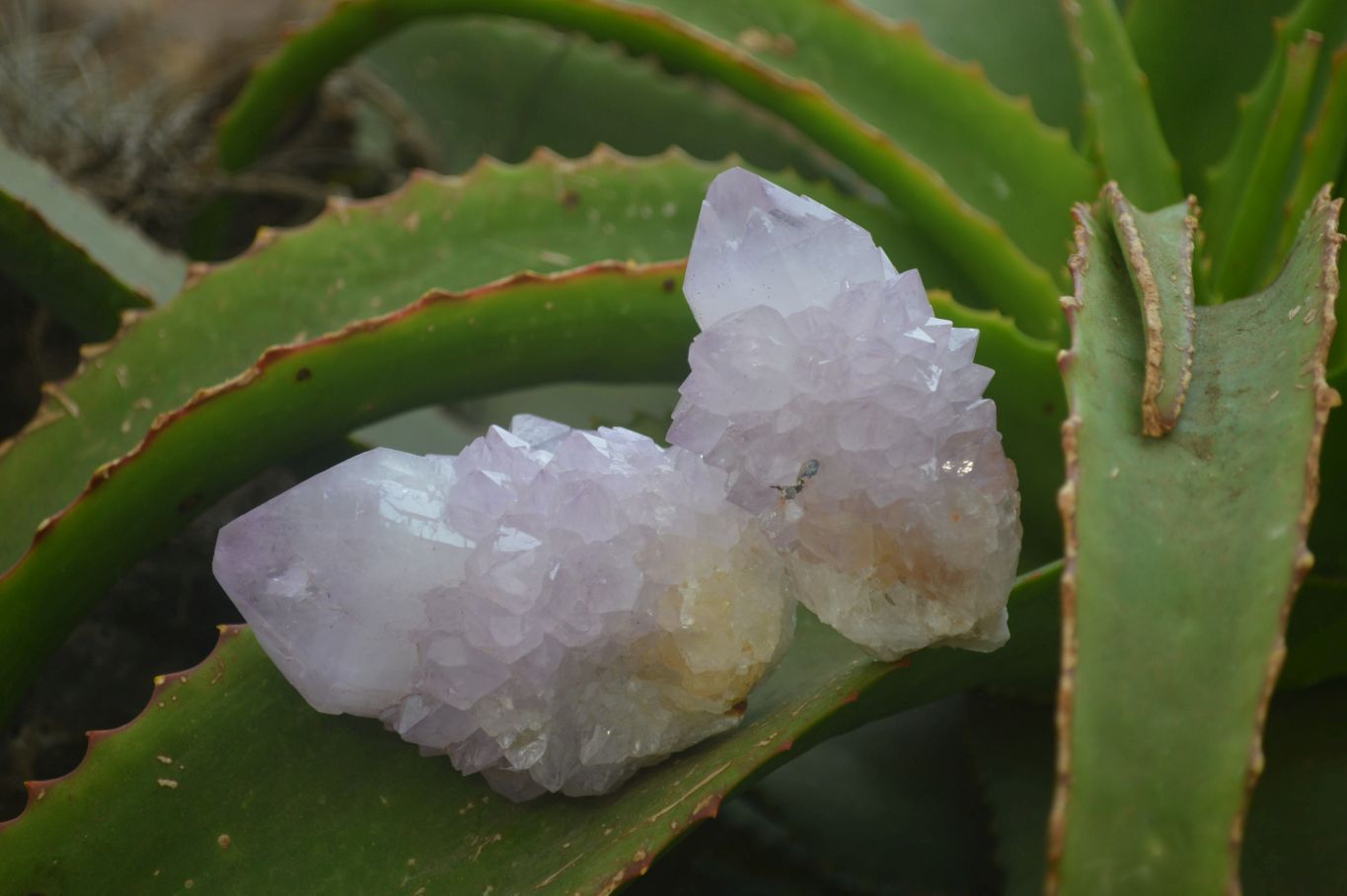 Natural  Ametrine Cactus Flower Spirit Quartz Clusters x 12 From Boekenhouthoek, South Africa - Toprock Gemstones and Minerals 