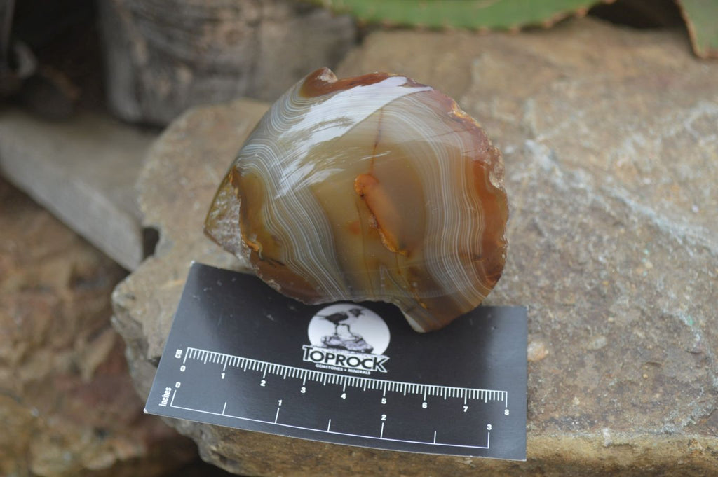 Polished on One Side Red Sashe River Agate Nodules x 6 From Zimbabwe - Toprock Gemstones and Minerals 