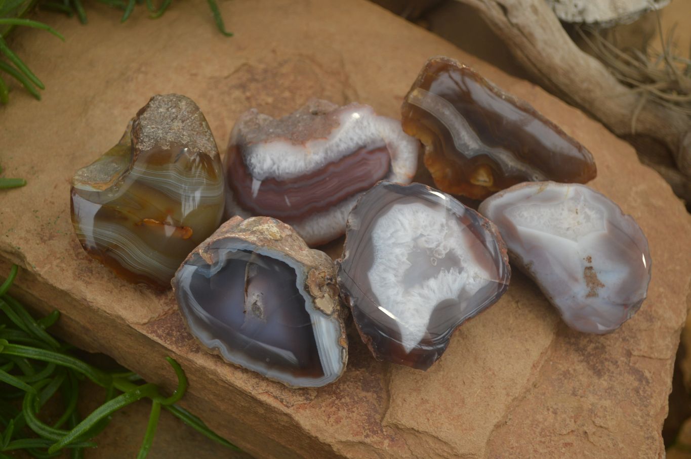 Polished on One Side Red Sashe River Agate Nodules x 6 From Zimbabwe - Toprock Gemstones and Minerals 