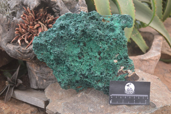 Natural XL Silky Malachite Specimen x 1 From Kasompe, Congo - Toprock Gemstones and Minerals 