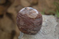 Polished Red Podocarpus Petrified Wood Standing Free Forms x 3 From Mahajanga, Madagascar - Toprock Gemstones and Minerals 