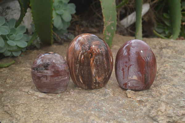 Polished Red Podocarpus Petrified Wood Standing Free Forms x 3 From Mahajanga, Madagascar - Toprock Gemstones and Minerals 