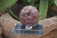 Polished Red Podocarpus Petrified Wood Standing Free Forms x 3 From Mahajanga, Madagascar - Toprock Gemstones and Minerals 