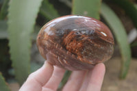 Polished Red Podocarpus Petrified Wood Standing Free Forms x 3 From Mahajanga, Madagascar - Toprock Gemstones and Minerals 