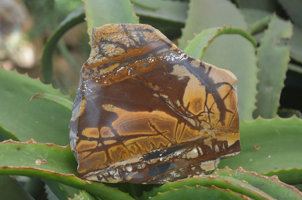 Polished On One Side Nguni Jasper Specimen's x 2 From Prieska, South Africa - Toprock Gemstones and Minerals 