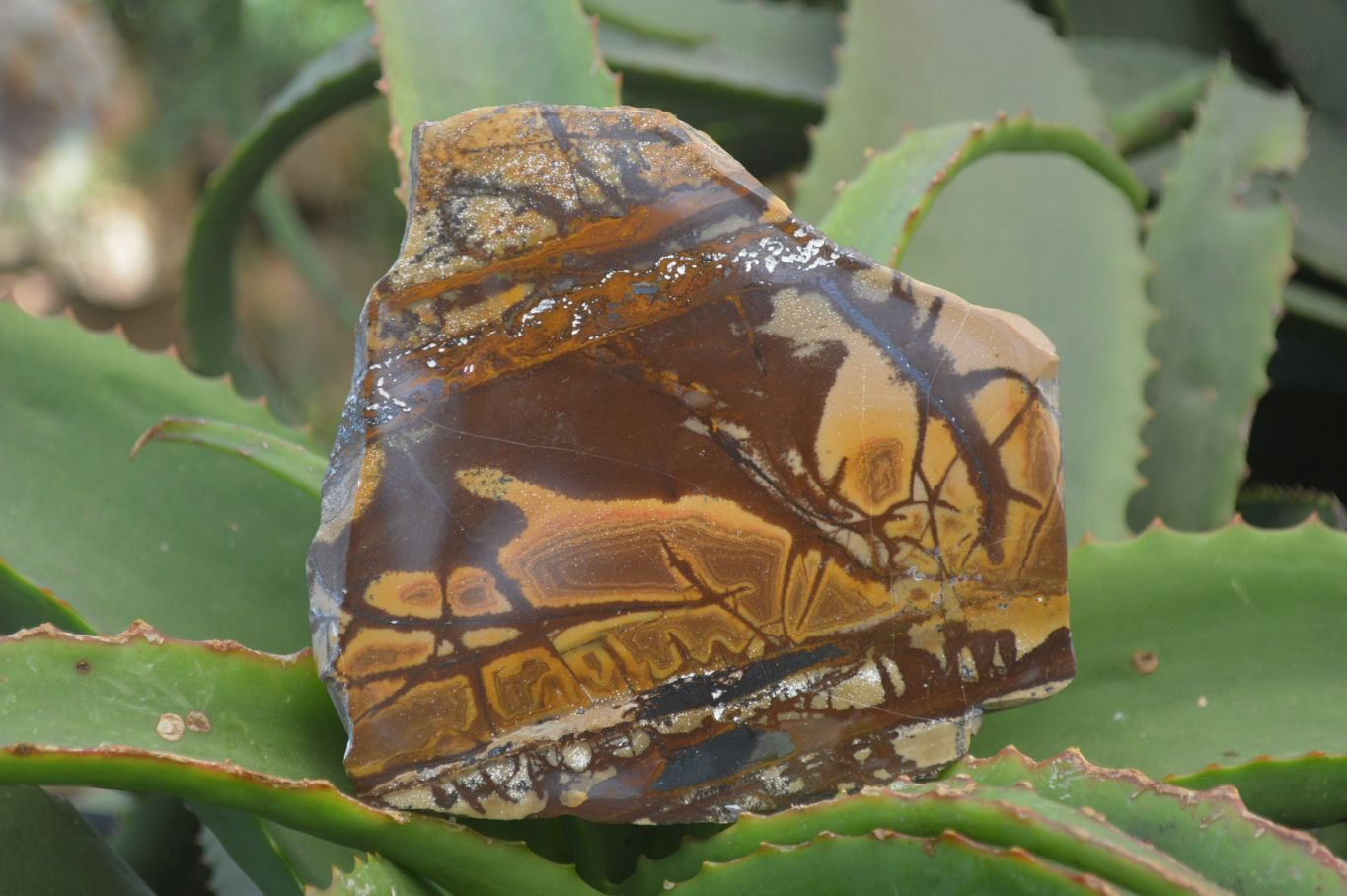 Polished On One Side Nguni Jasper Specimen's x 2 From Prieska, South Africa - Toprock Gemstones and Minerals 